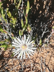 Vanzijlia annulata