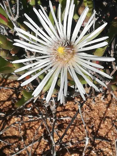 Image of Vanzijlia annulata by (c) Noeleen du Toit, some rights reserved (CC BY-SA)