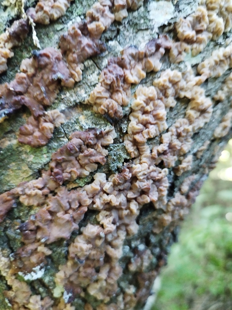 Protohydnum pululahuanum · February 2025 · photo: © seba_fornes (iNaturalist, cc-by)