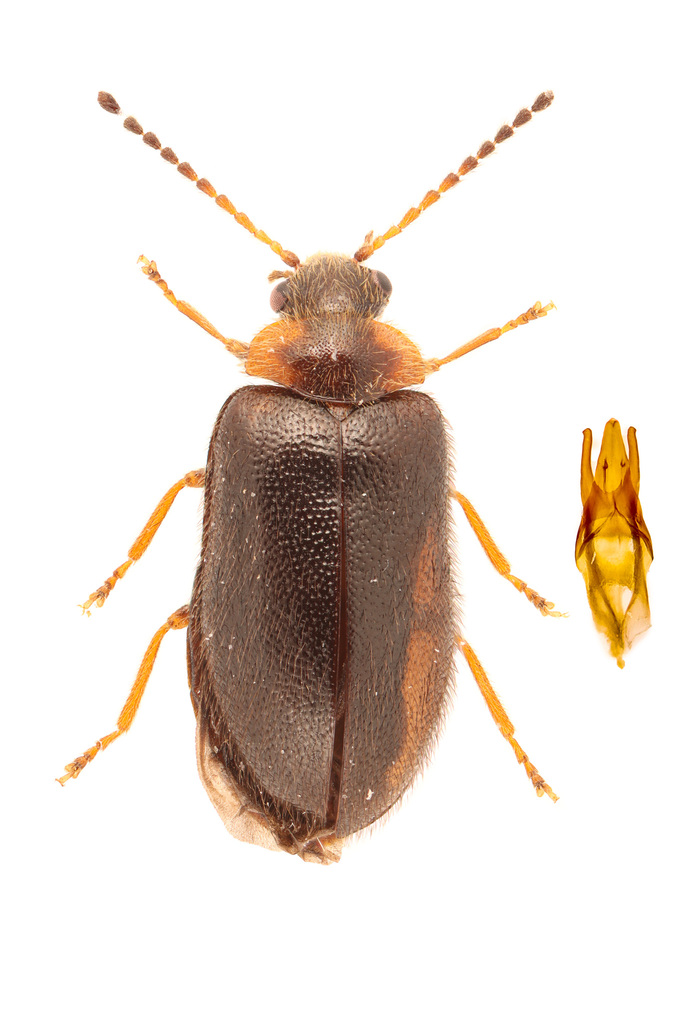 Nyholmia confusa