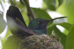 Colibri cyanotus