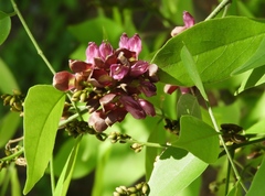 Lonchocarpus lanceolatus