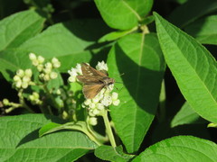 Polites vibex praeceps