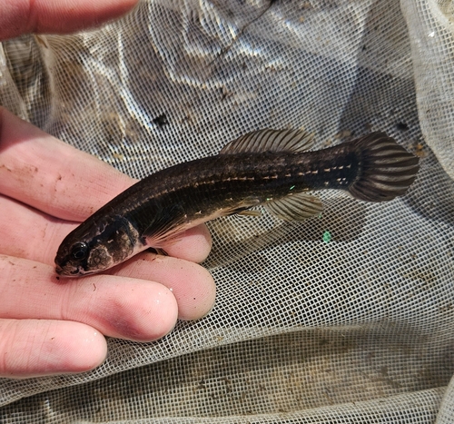 Eastern mudminnow (Umbra pygmaea) — Umbridae — 4