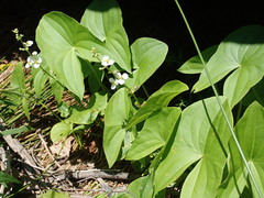 Cercospora sagittariae