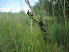 Anthracoidea heterospora