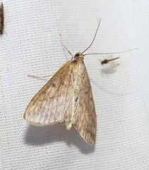 Ostrinia nubilalis
