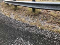 Micrurus tener tener