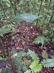 Chironius multiventris