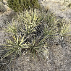 Yucca baccata var. baccata