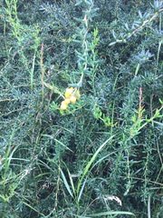 Berberis × stenophylla