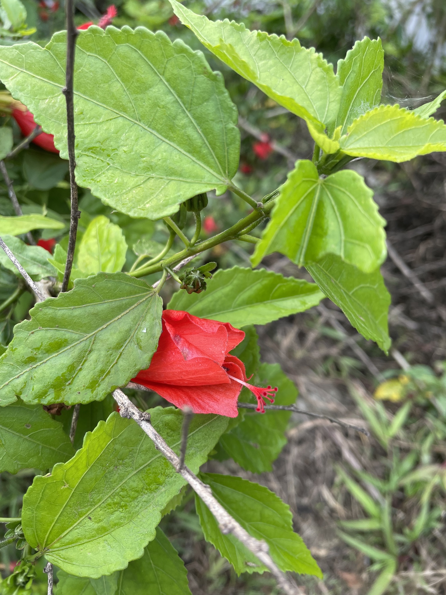 Malvaviscus penduliflorus (Malvaviscus penduliflorus)