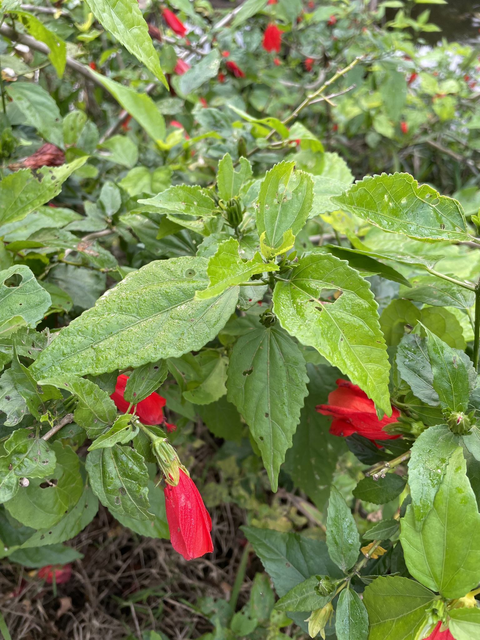 Malvaviscus penduliflorus — ảnh 2