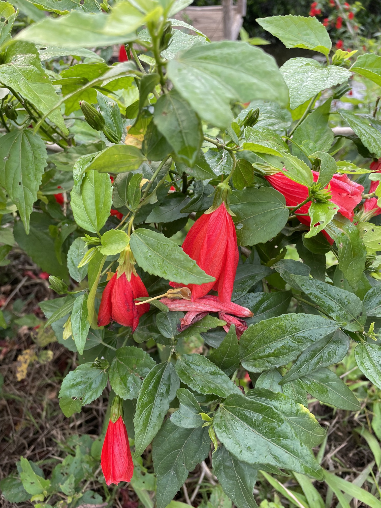 Malvaviscus penduliflorus — ảnh 3