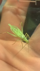 Oecanthus argentinus