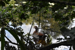 Alopochen aegyptiaca