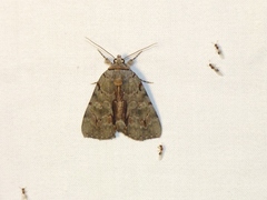 Catocala grynea