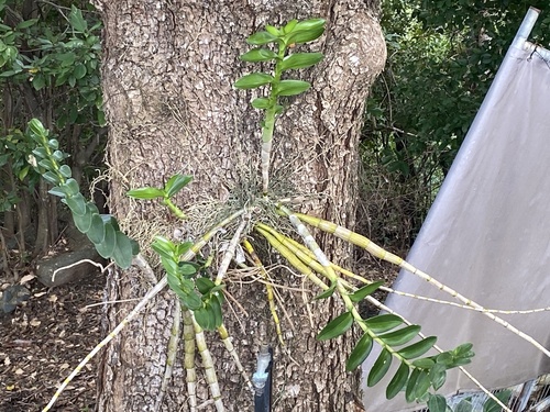 Dendrobium discolor