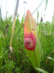 Puccinia phragmitis