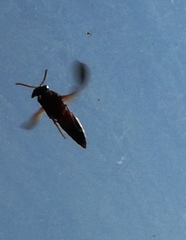 Rhynchium