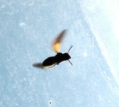 Rhynchium