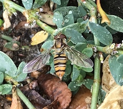 Episyrphus balteatus