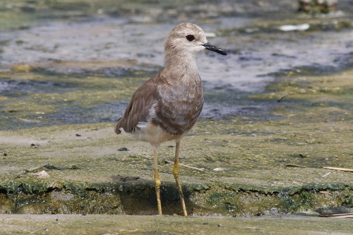 White-tailed Lapwing
