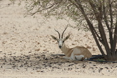 Gazella marica