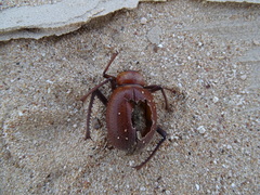 Prionotheca coronata