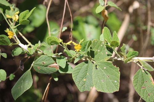 Rhynchosia reticulata observed 2025-03-24