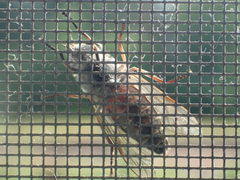 Tabanus novaescotiae