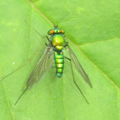 Condylostylus comatus