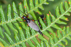 Bibio pomonae