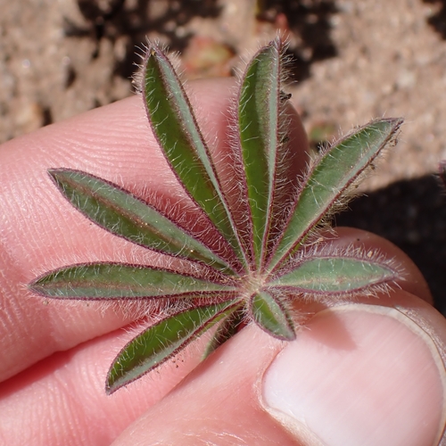 Chick lupine foliage