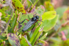 Bibio pomonae