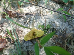 Phylloporus leucomycelinus