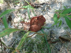 Phylloporus leucomycelinus