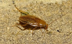 Ectobius pallidus