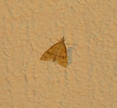 Udea fulvalis