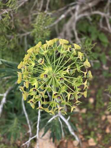 Euphorbia characias characias
