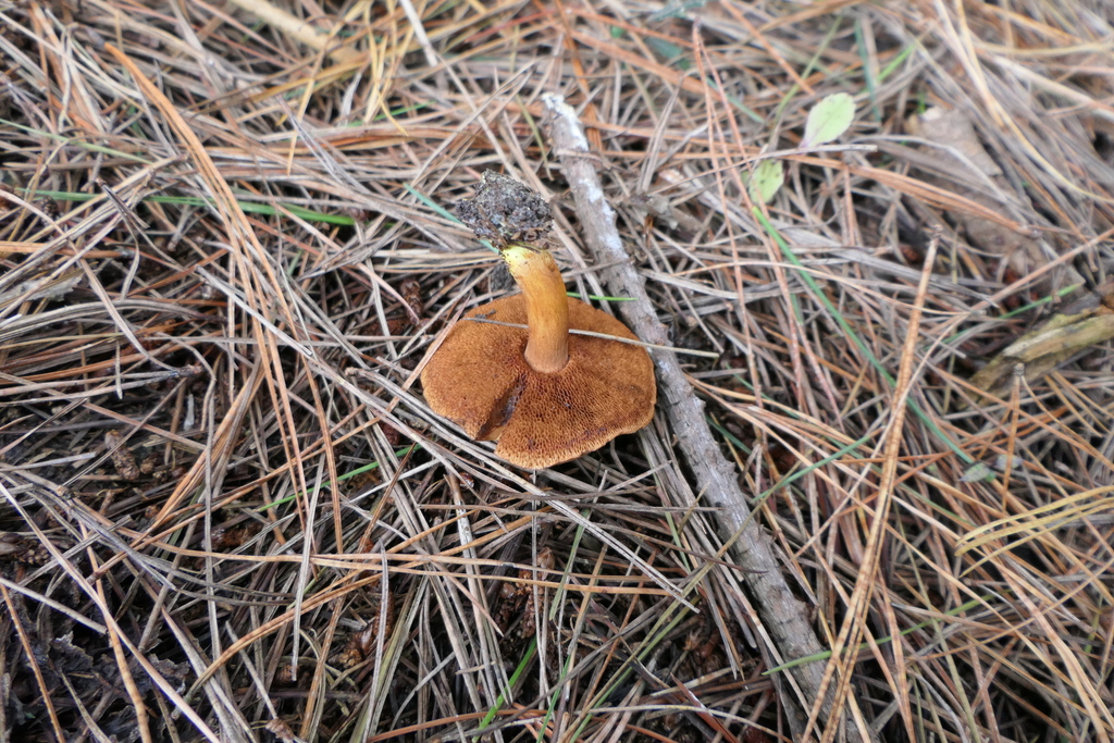 Chalciporus piperatus · March 2025 · photo: © derek_onley (iNaturalist, cc-by-nc)