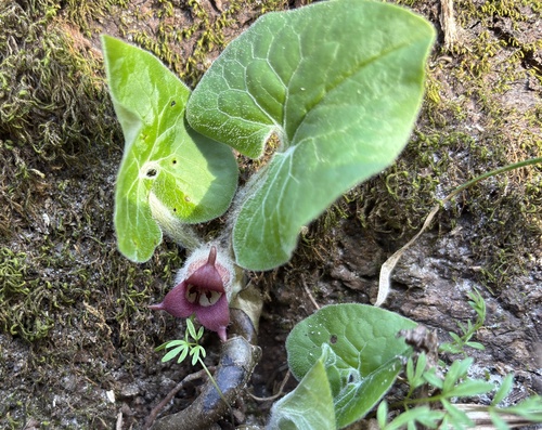 Foto de Gengibre-selvagem