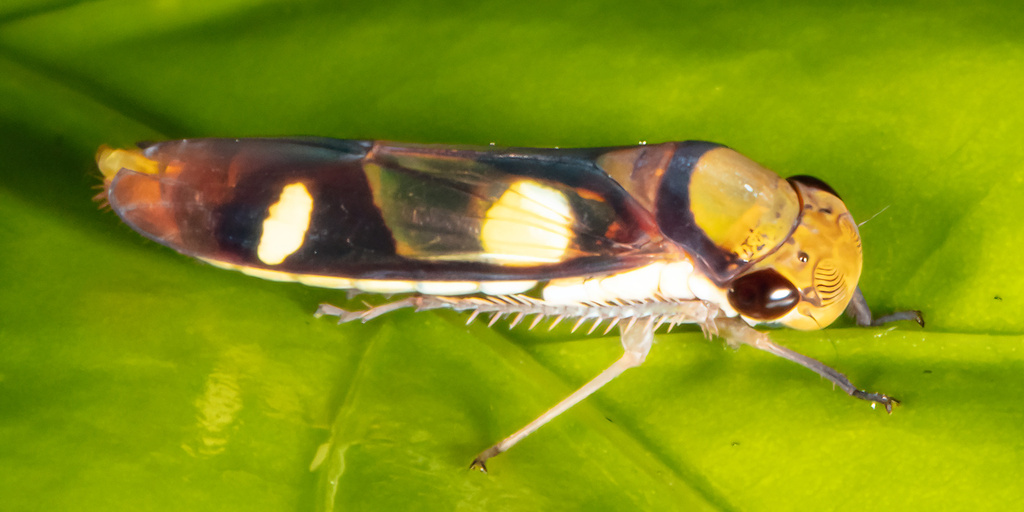 Dilobopterus exaltatus