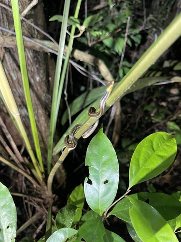Peten Centipede Snake