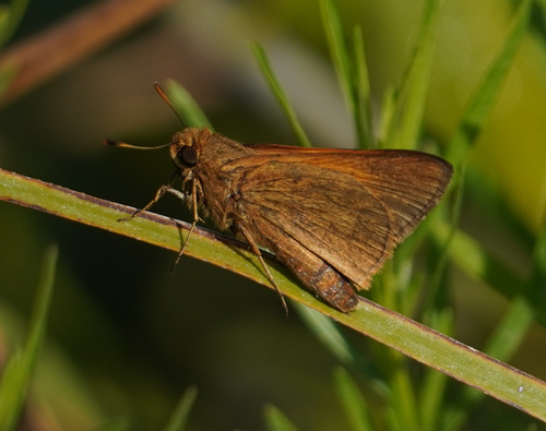 Palatka Skipper photo 5