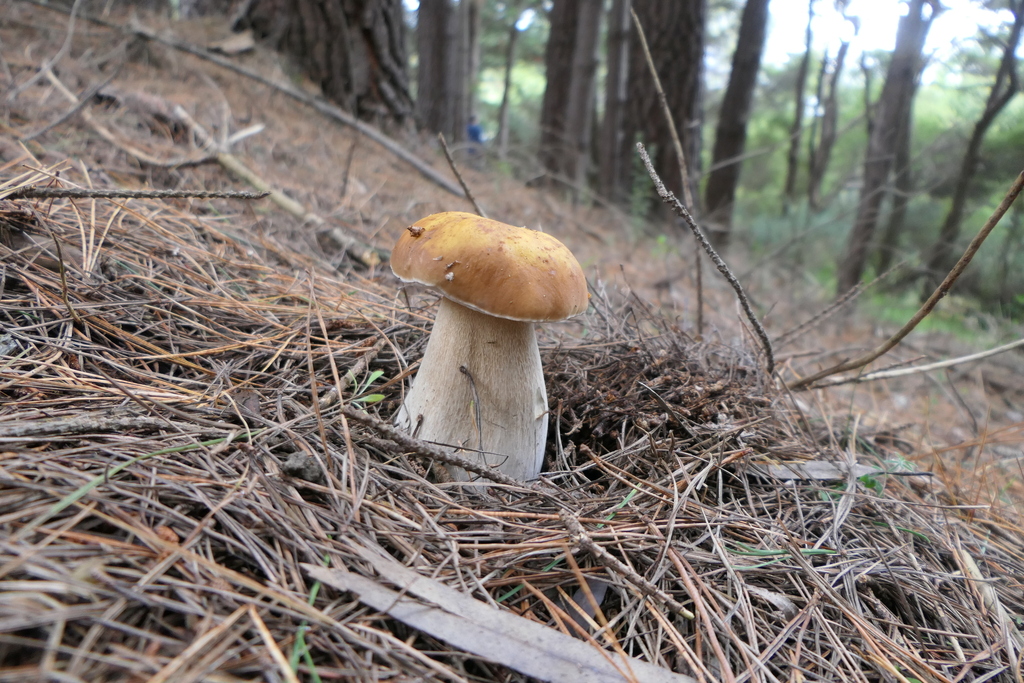 Boletus edulis · March 2025 · photo: © derek_onley (iNaturalist, cc-by-nc)