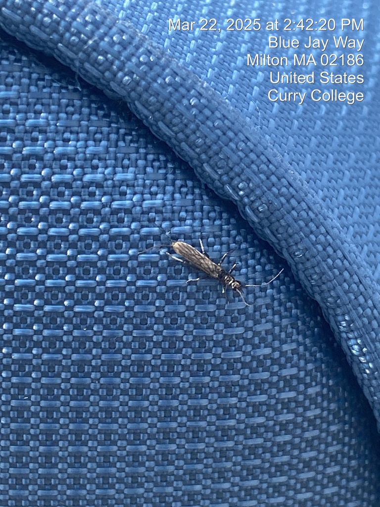 Milon Insects Winged and Once-winged Insects from Curry College, Milton, MA, US on ...