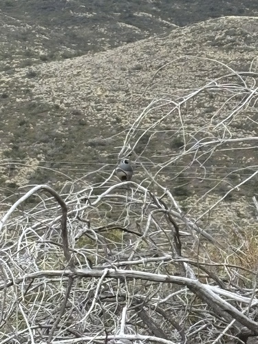 Callipepla californica observed 2025-03-24