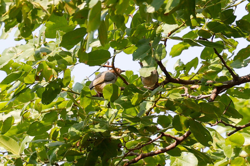 Red-capped Crombec (Sylvietta ruficapilla), photo 7