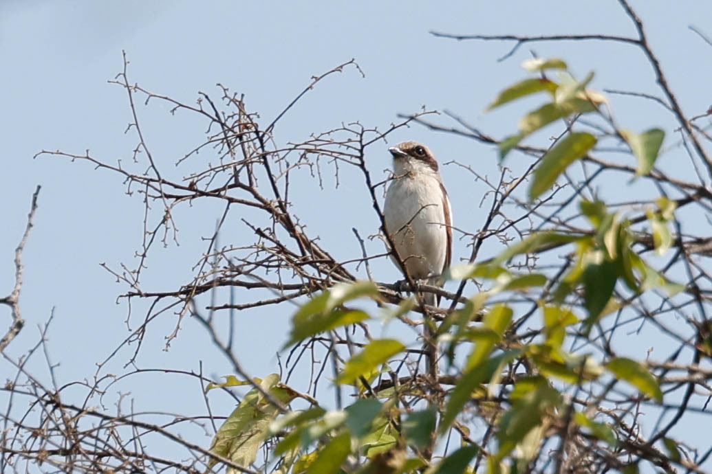 Souza's Shrike